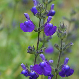 Salvia azul